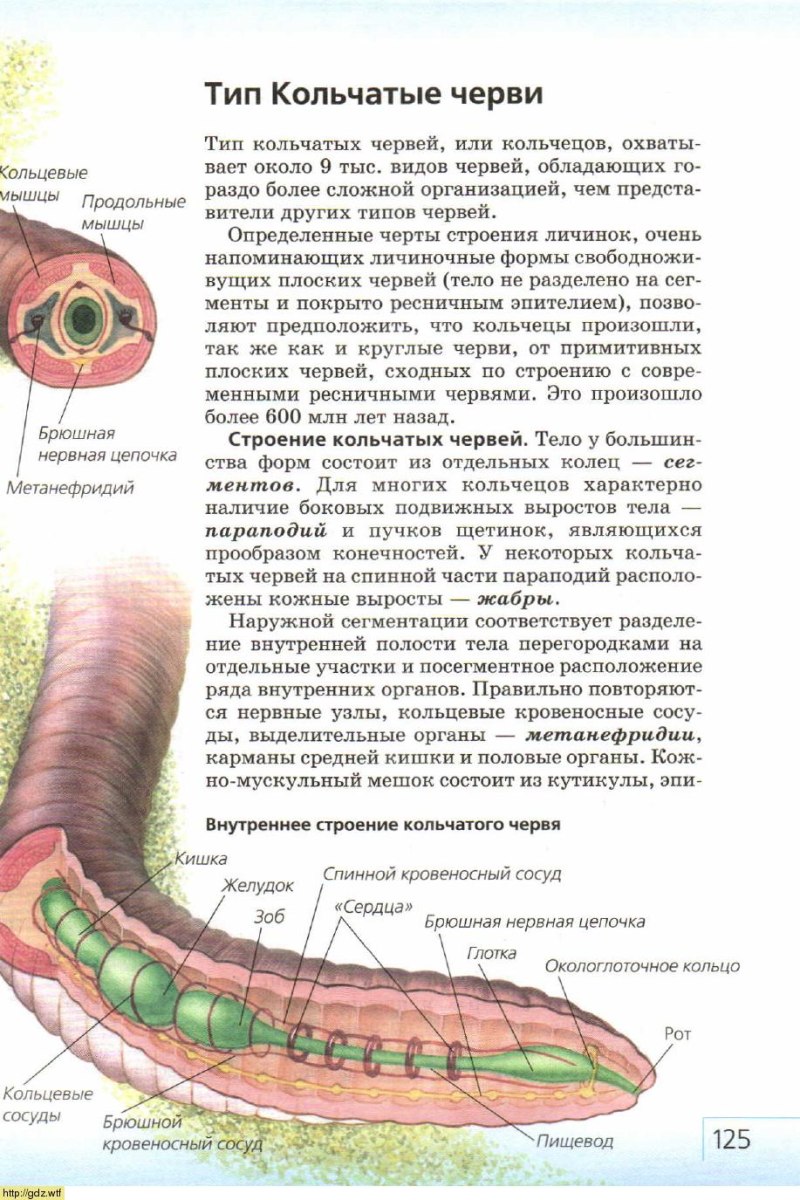 Кольчатые черви строение 7 класс