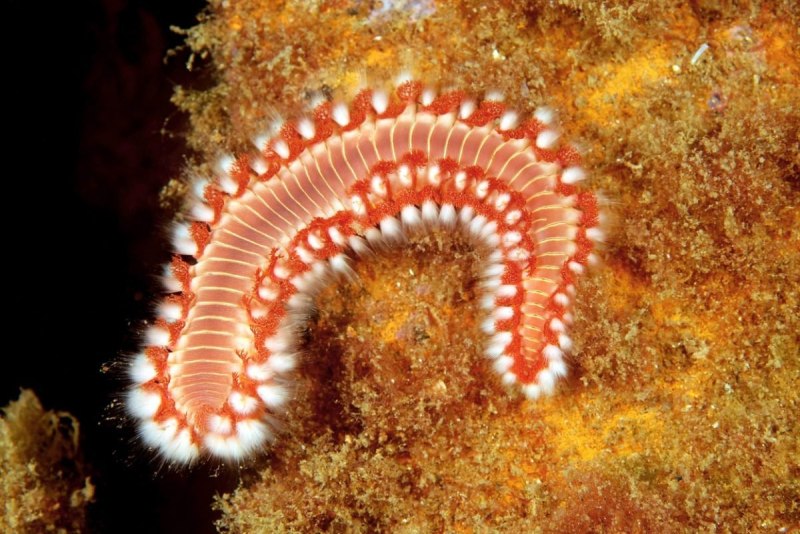 Морские кольчатые черви