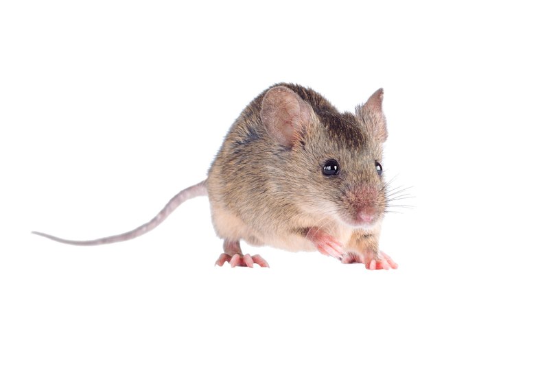 Apodemus sylvaticus