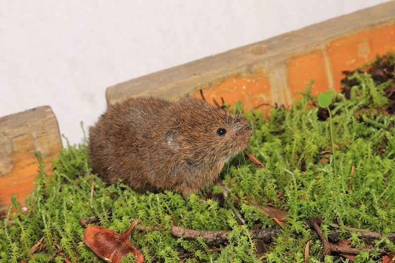 Microtus californicus