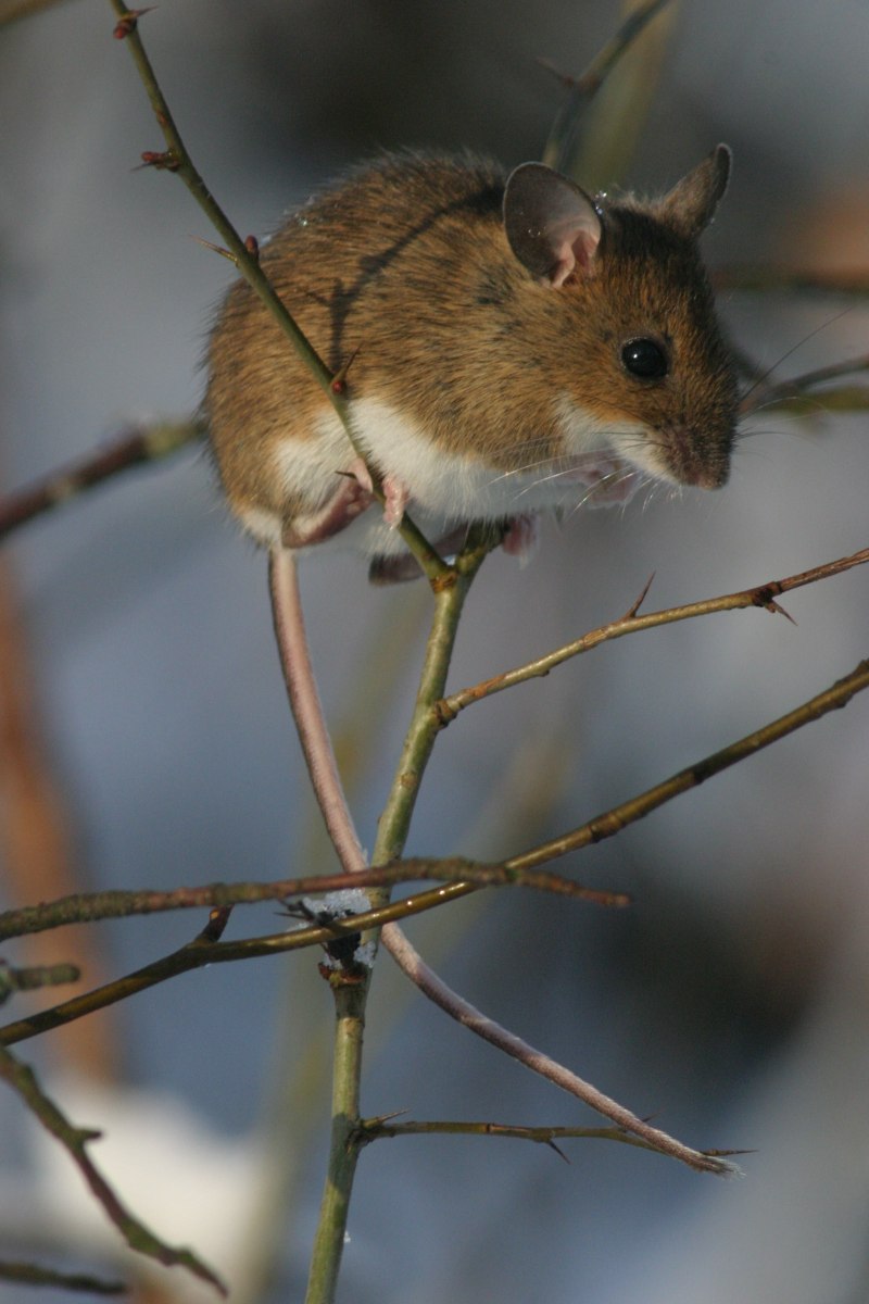 Лесная мышь (Apodemus sylvaticus)