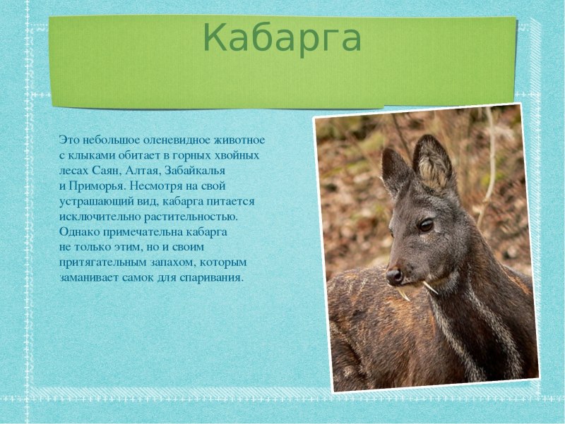 Животные Забайкальского края занесенные в красную книгу России