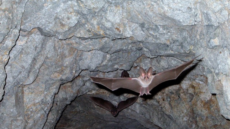 Macrotus californicus