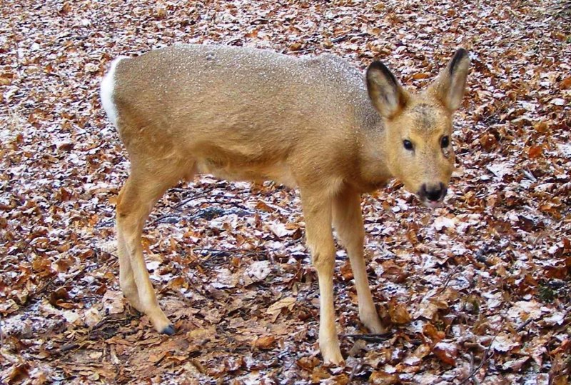 Косуля Сибирская в Самарской области