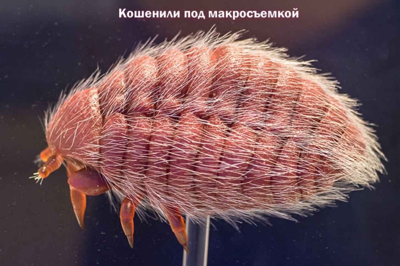 Жук червец