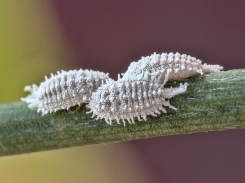 Coccoidea насекомые