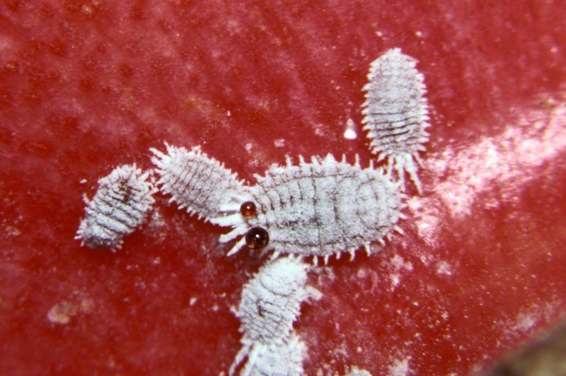 Червец Комстока Pseudococcus Comstocki