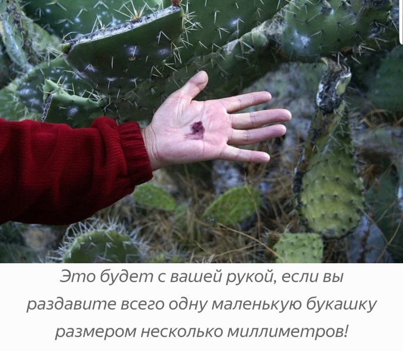 Жук мексиканский кошениль