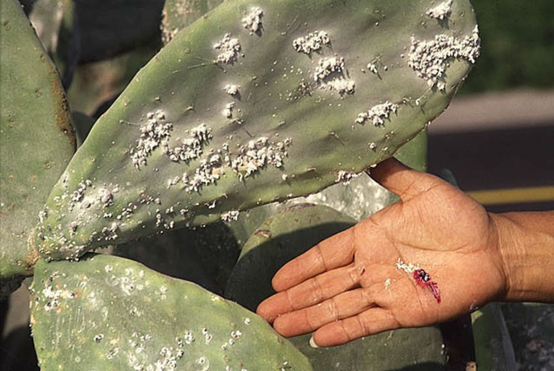 Dactylopius coccus