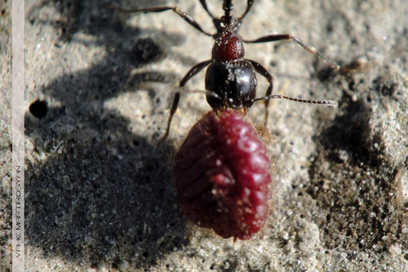 Porphyrophora hamelii