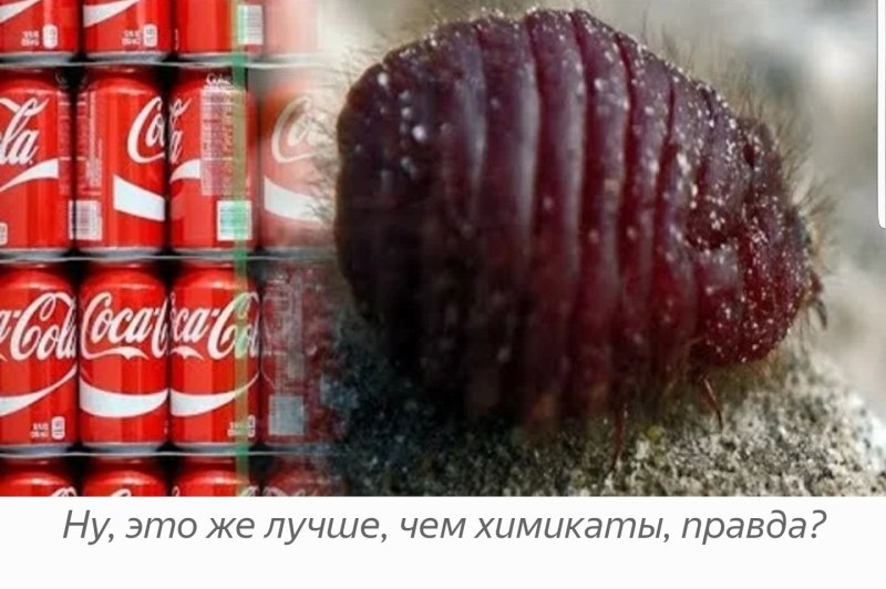 Жуки кошениль в Кока Коле