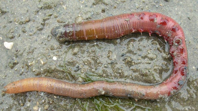 Морской кольчатый червь пескожил