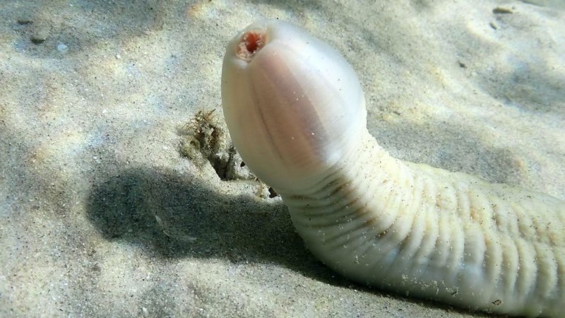 Морские черви приапулиды