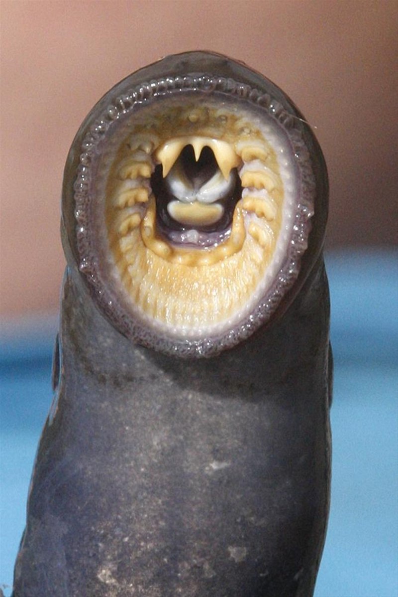Морская минога (Petromyzon Marinus)