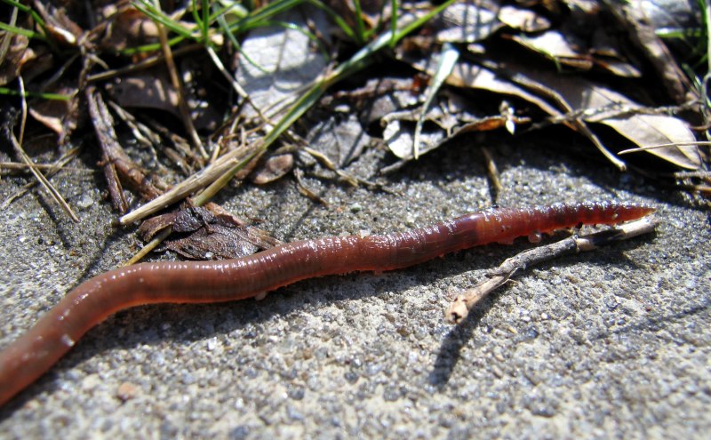 Червь Земляной (Lumbricus terrestris)