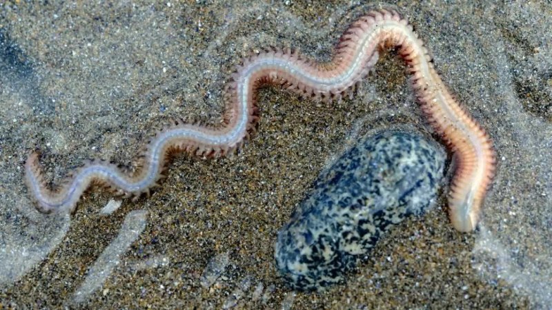 Червь пескожил белое море