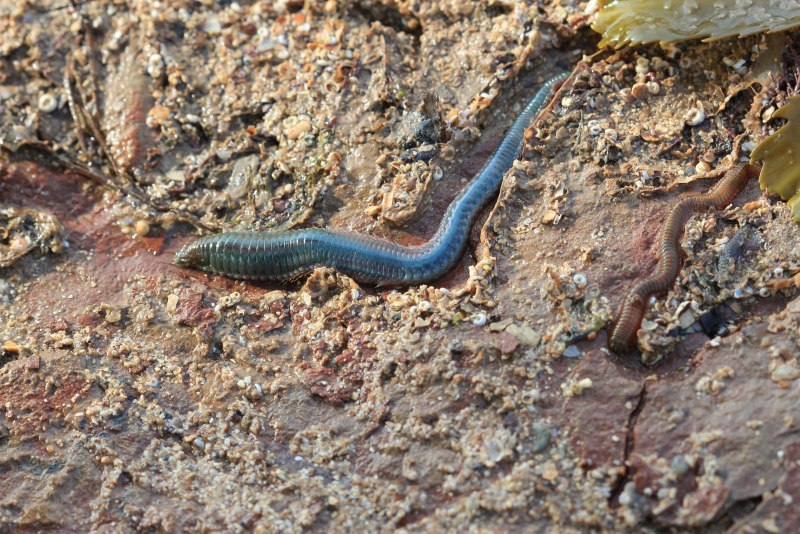 Nereis diversicolor