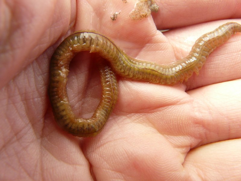 Nereis diversicolor