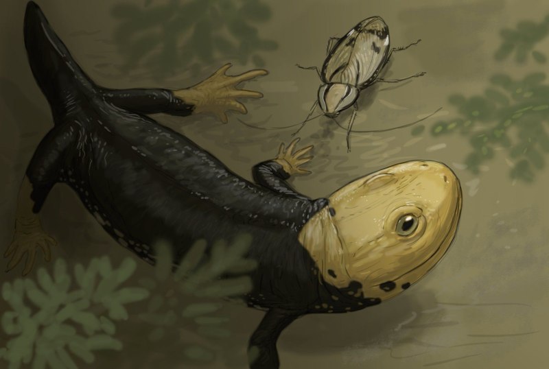 Eudibamus