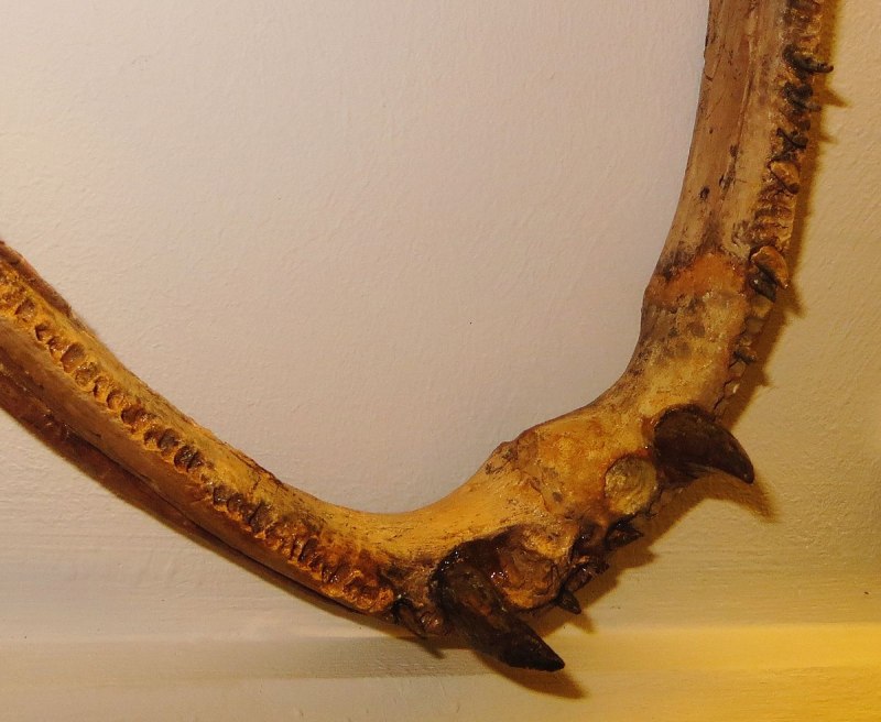 Mastodonsaurus giganteus