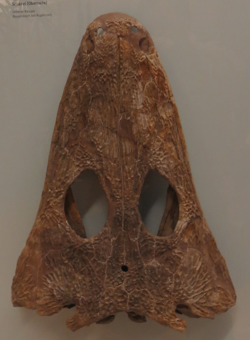 Mastodonsaurus giganteus