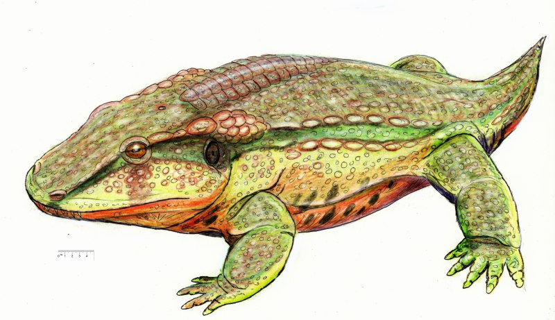 Какопс амфибия