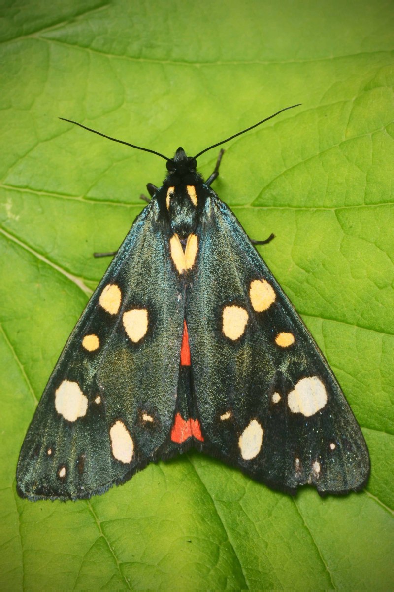 Callimorpha dominula бабочка