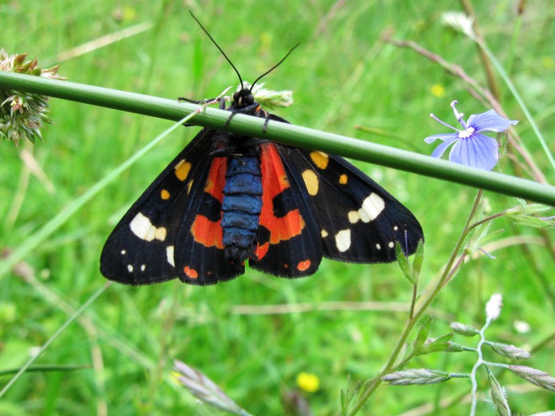 Callimorpha dominula