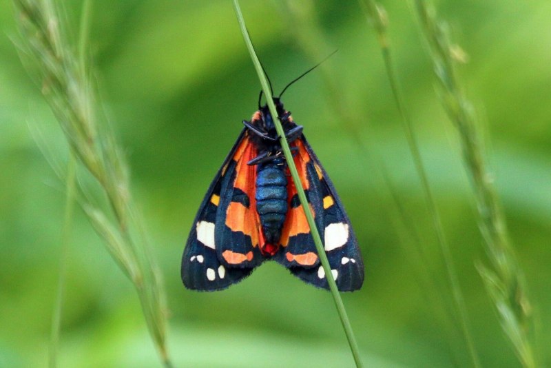 Callimorpha dominula бабочка