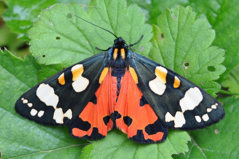 Callimorpha dominula гусеница