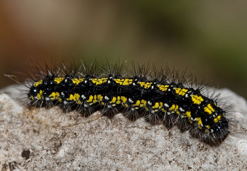Callimorpha dominula гусеница