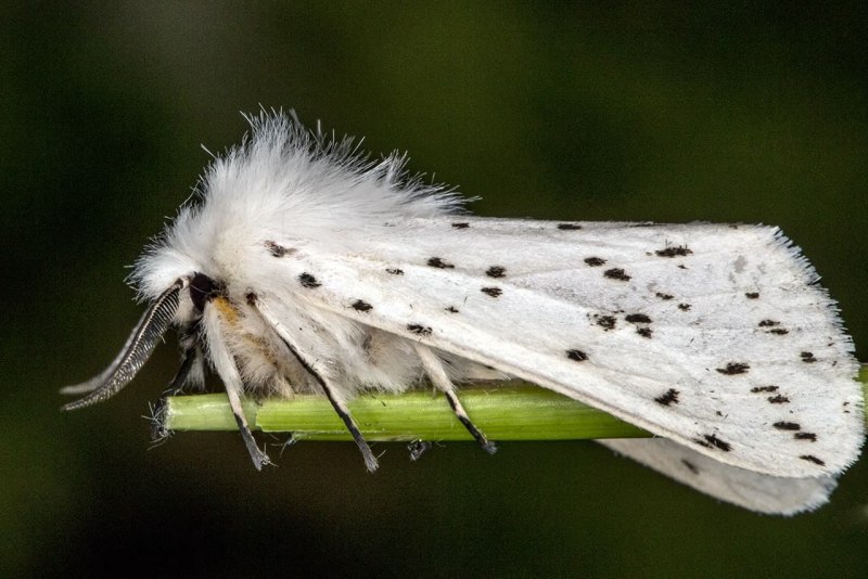 Spilosoma lubricipeda