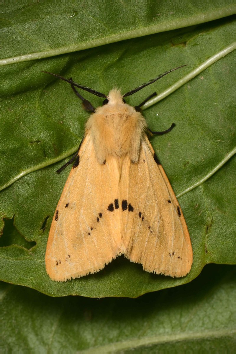 Spilosoma lutea