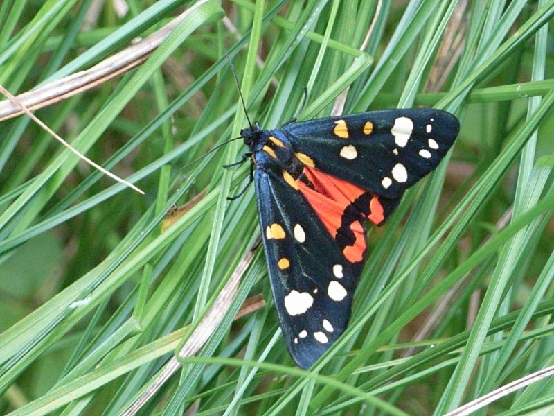 Callimorpha dominula