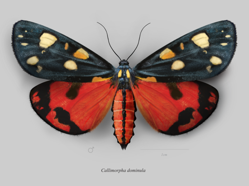 Callimorpha dominula