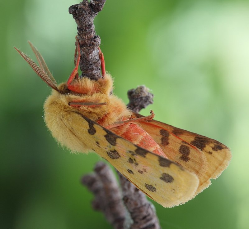 Arctiinae бабочка Медведица Кайя