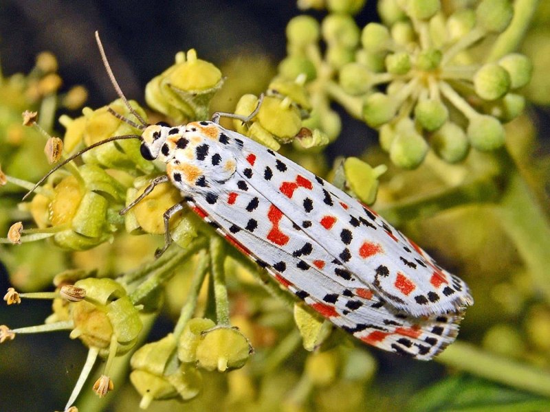 Utetheisa pulchella
