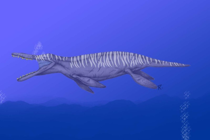 Kronosaurus queenslandicus