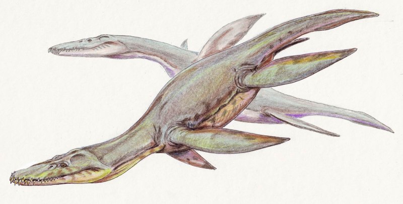 Pliosaurus brachydeirus