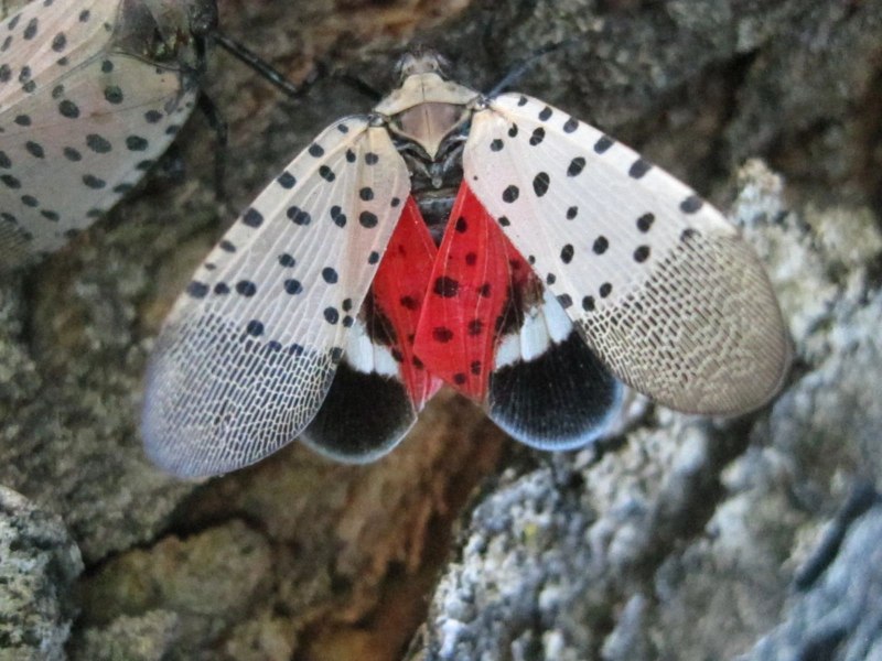 Вред от spotted Lanternfly