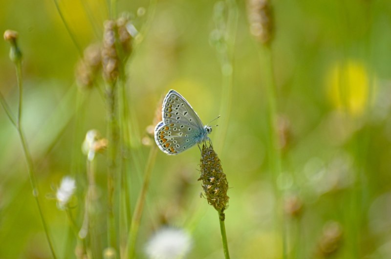 Argus Butterfly