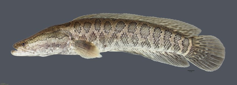Channa Argus