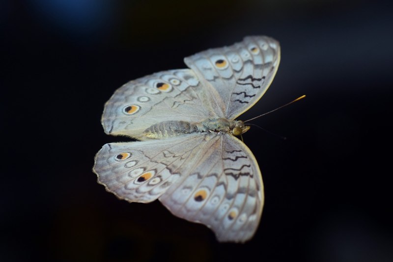 Blue Argus Butterfly