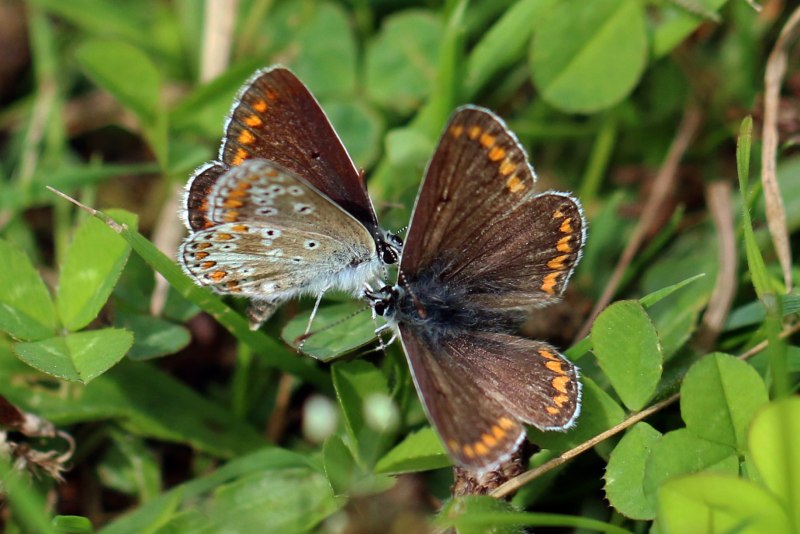 Aricia Agestis