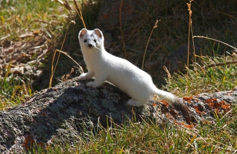 Горностай (Mustela erminea)