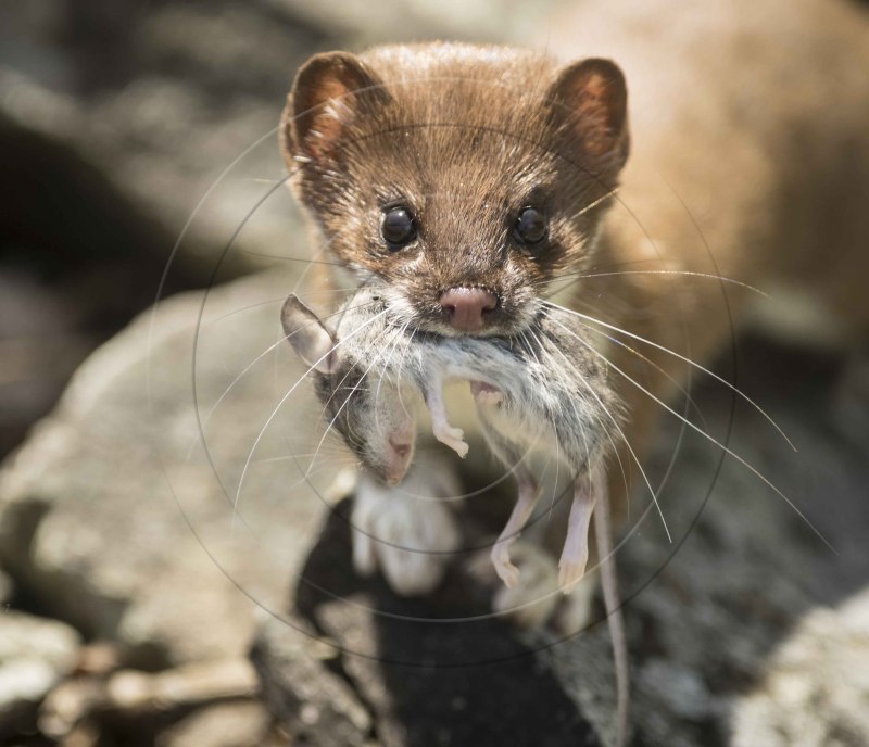 Weasel Tunneler