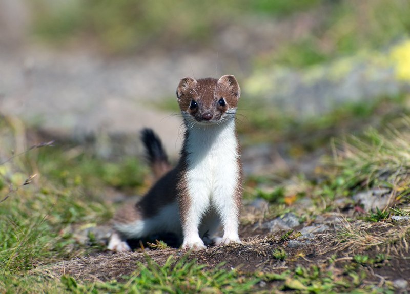 Ласка (Mustela nivalis)