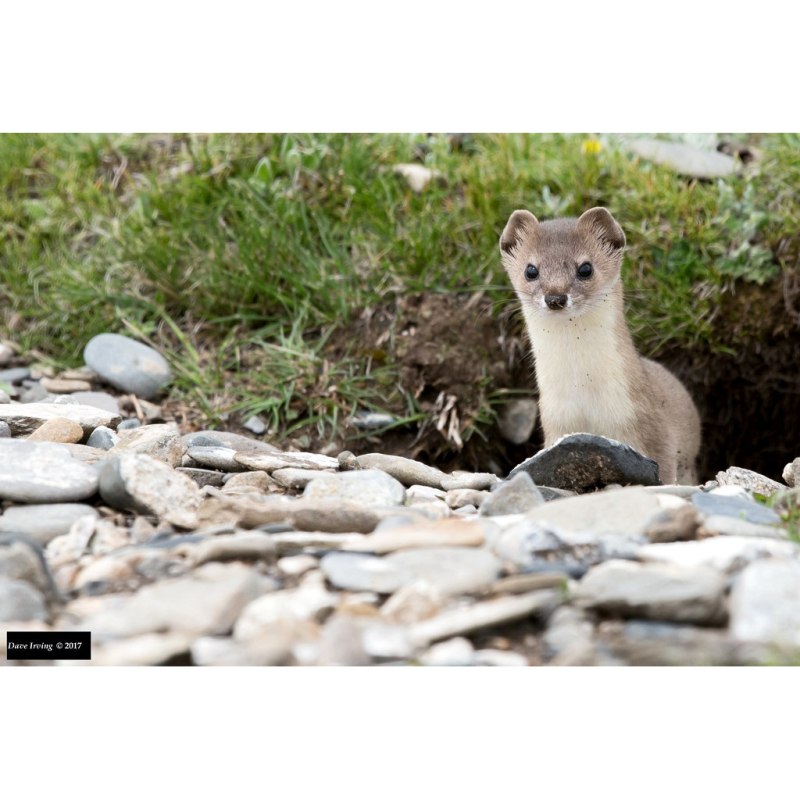 Солонгой (лат. Mustela altaica)