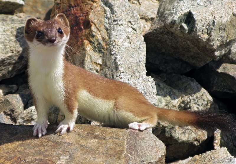Горностай (Mustela erminea)