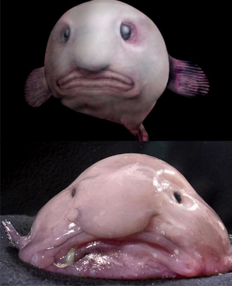 Смешные рыбы